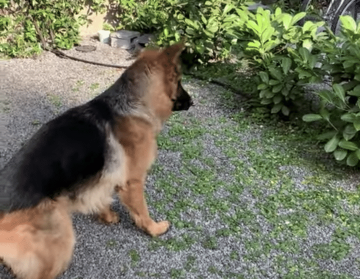 子犬「怪しい音？ 僕に任せて！」不審な音の正体を見に行くけれど