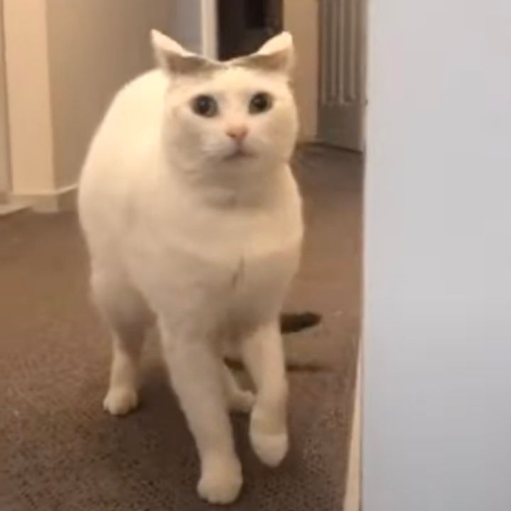 突然のヘビメタシャウトでイカ耳モード、猫はおののき後ずさりする