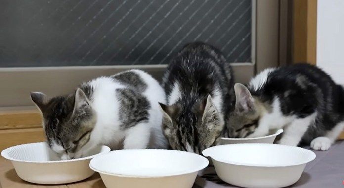ご飯を食べる子猫達
