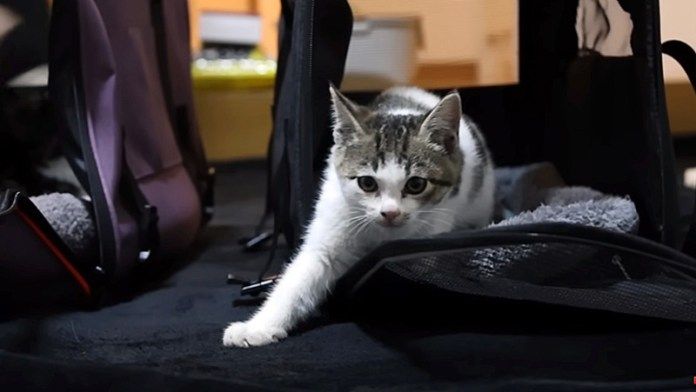 保護された子猫