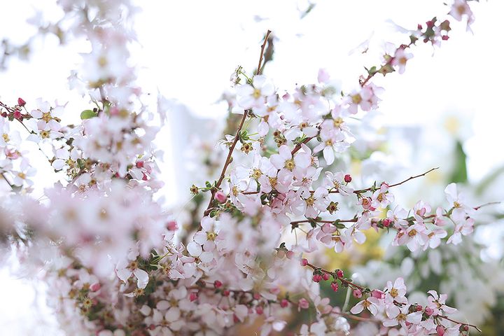 桃色ユキヤナギ