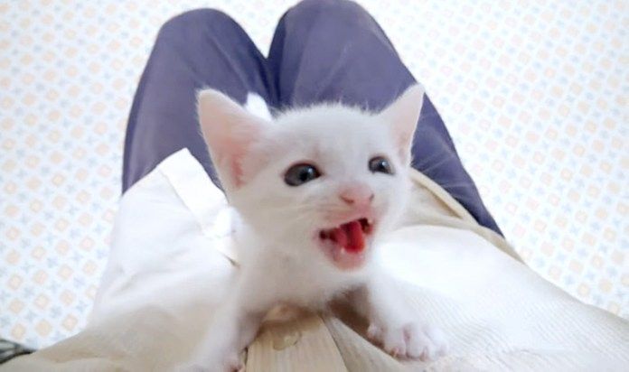 大きな声で鳴く子猫
