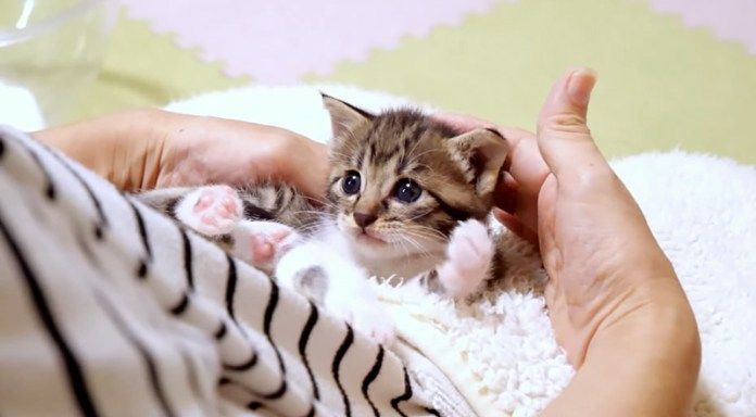 膝の上で遊ぶ子猫