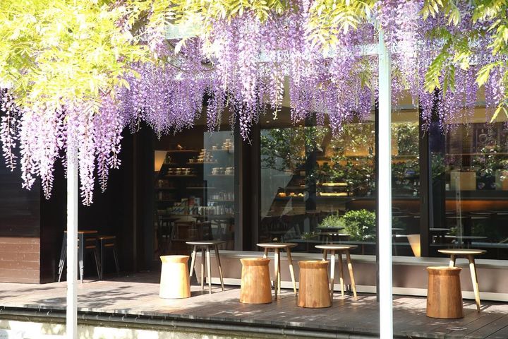 藤棚が見頃を迎えたプール 提供：スターバックス コーヒー ジャパン