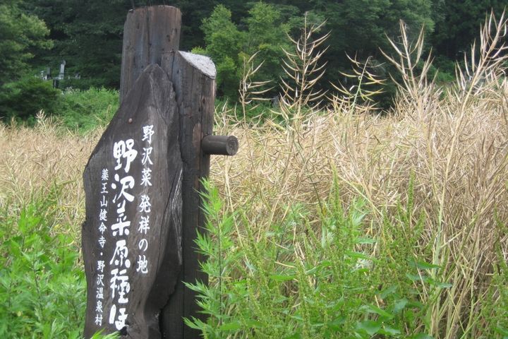 野沢温泉村にある「野沢菜発祥の地」の碑