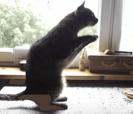 お願いがあるのっ！ 猫さんの可愛いおねだり。