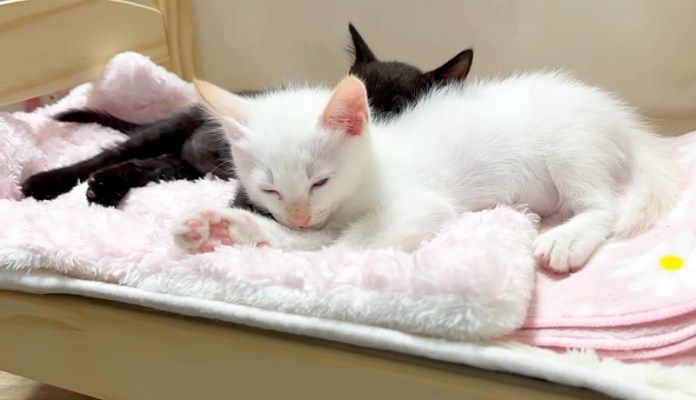ベッドでウトウトする子猫達