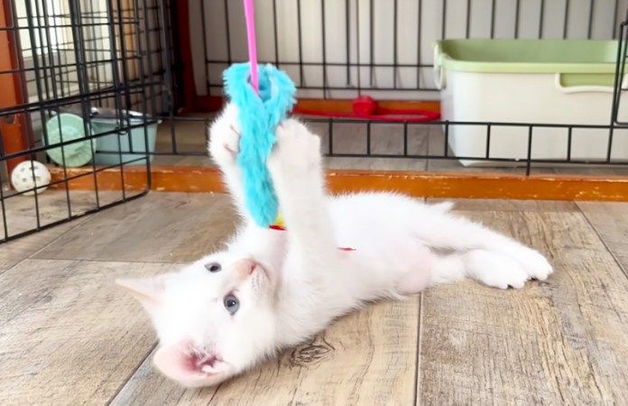 元気に遊ぶ子猫