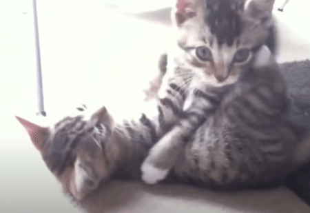 演技派な子猫。死んだフリが上手すぎて飼い主が焦る！