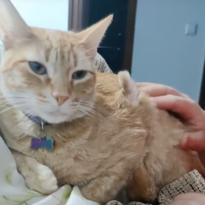 お腹からシッポが生えた茶トラ猫、新種発見気分を提供