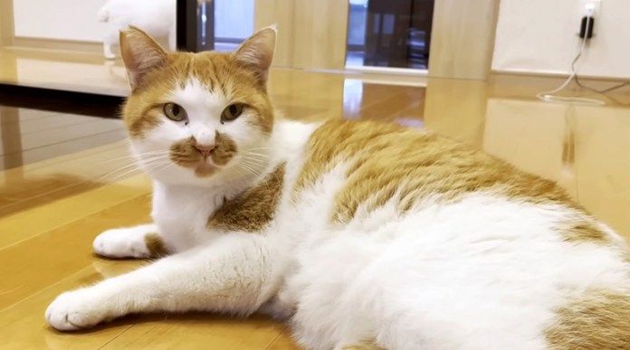 家の中でくつろぐ猫