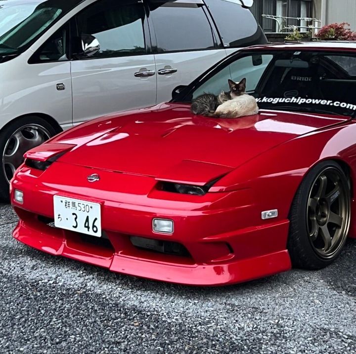 180SXのボンネットでくつろぐ猫たち