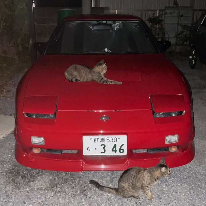 180SXにたむろする猫たち