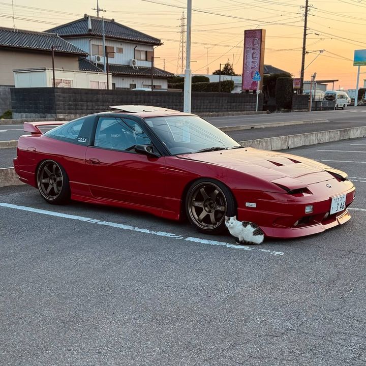 180SXの横にたたずむ猫
