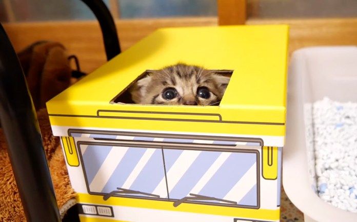 バスに隠れる子猫