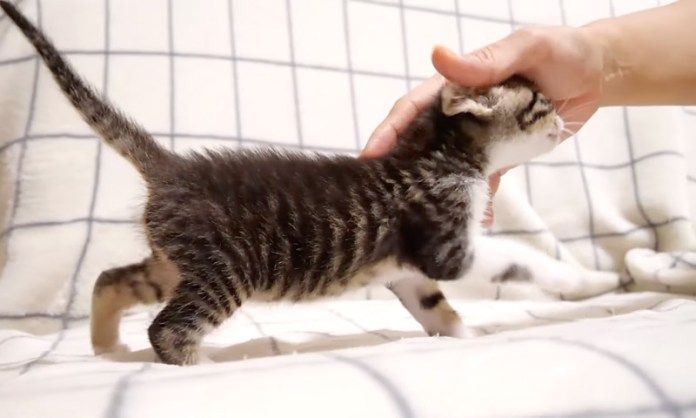 甘えに行く子猫