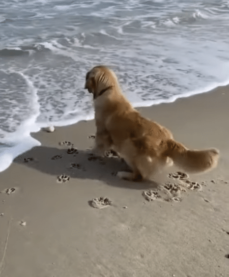 お気に入りのボールが流されちゃう！ 勇気を出して海に入るワンコ。