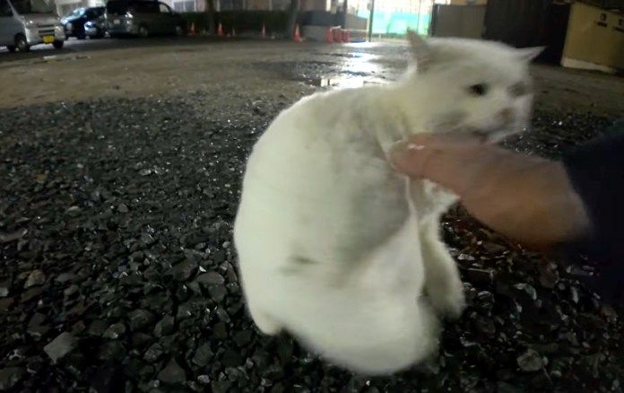 攻撃してくる猫