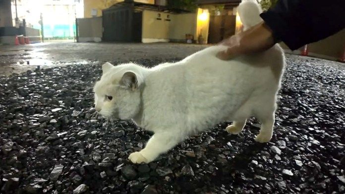 撫でられる猫