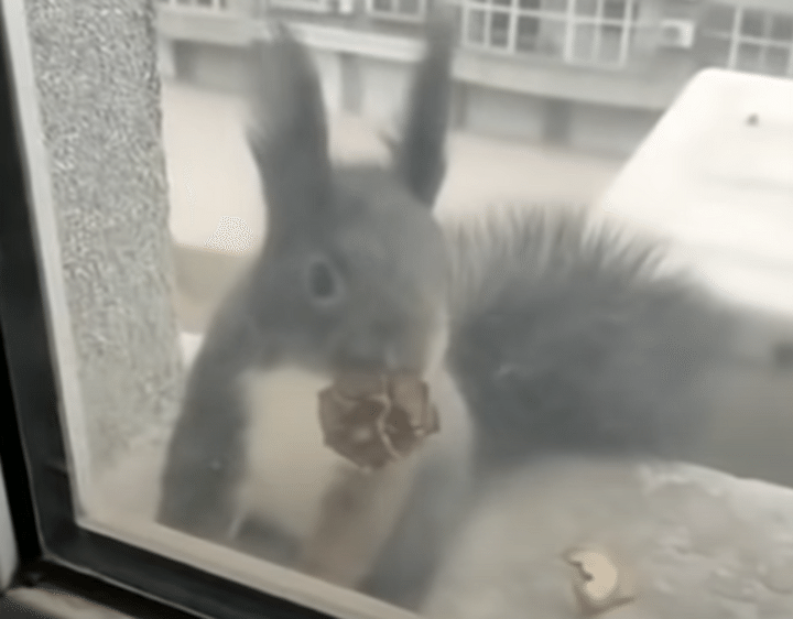 「これでナッツ1個くださ〜い」取引にやってくるリス。