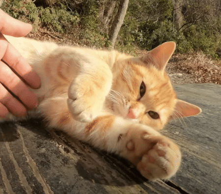 お腹をモフモフさせてくれる♡ 無防備な茶トラ猫がかわいい。