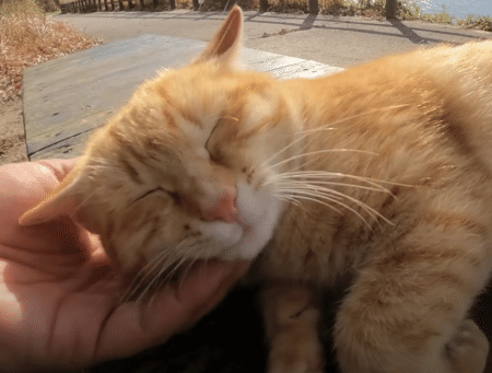 お腹をモフモフさせてくれる♡ 無防備な茶トラ猫がかわいい。