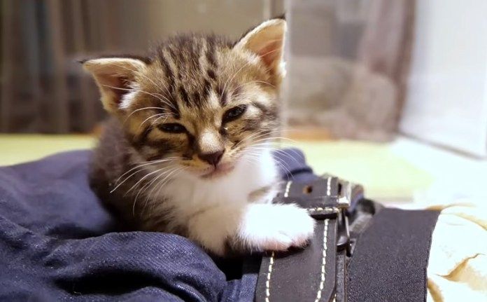 膝の上でくつろぐ子猫