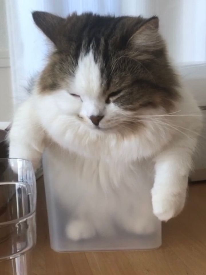 箱の中で立ったまま寝てしまった猫