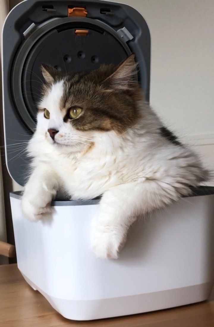 炊飯器の中に座る猫
