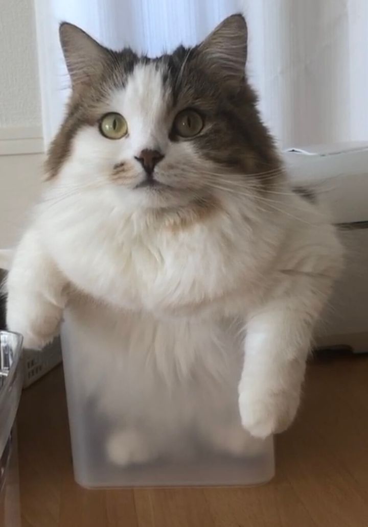 半透明な箱に入った猫が立ち湯しているように見える写真