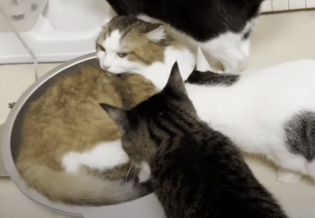 唾液の匂いがする猫さんを拭いてあげたら、すぐに他の子が集まってきて