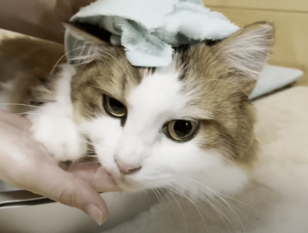 唾液の匂いがする猫さんを拭いてあげたら、すぐに他の子が集まってきて