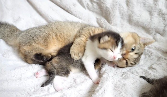 子育てする姉猫