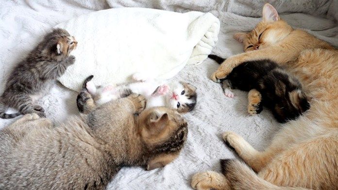 母猫と一緒に子育てする姉猫
