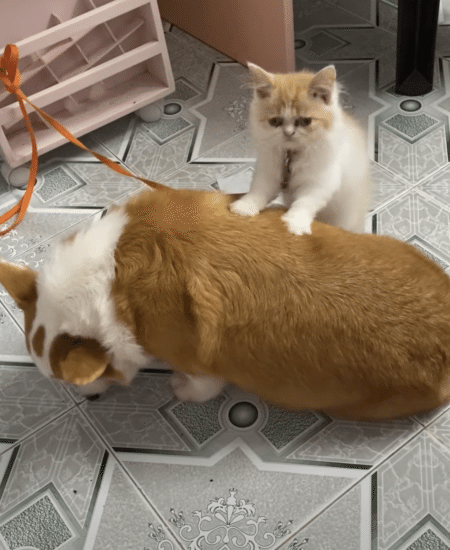 犬「どうして今？」食事中に子猫からマッサージを受けて困惑。