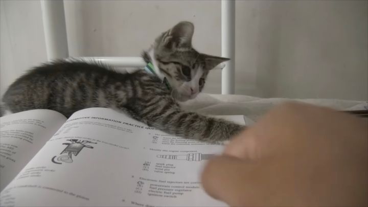 勉強もいいけど僕の遊びの炎を、燃やしてくれよと迫る猫