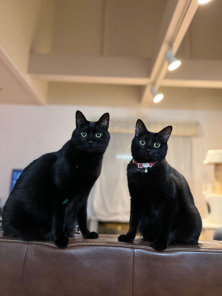 仲良しな黒猫コンビ