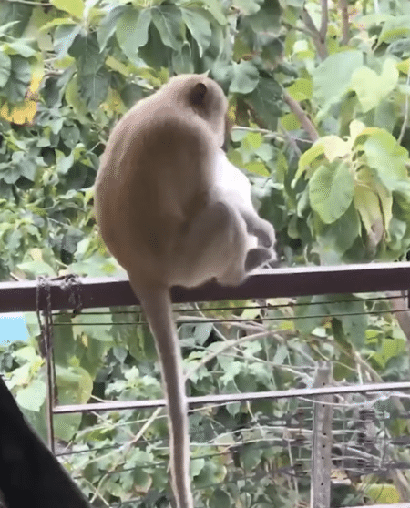 冷蔵庫を開けるだと!? 賢すぎるサルの行動にびっくり。