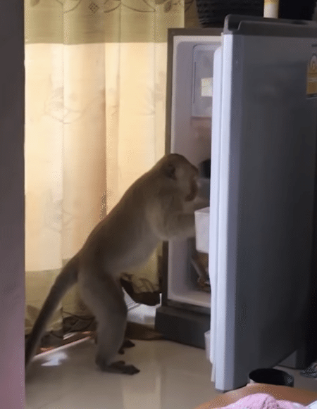 冷蔵庫を開けるだと!? 賢すぎるサルの行動にびっくり。