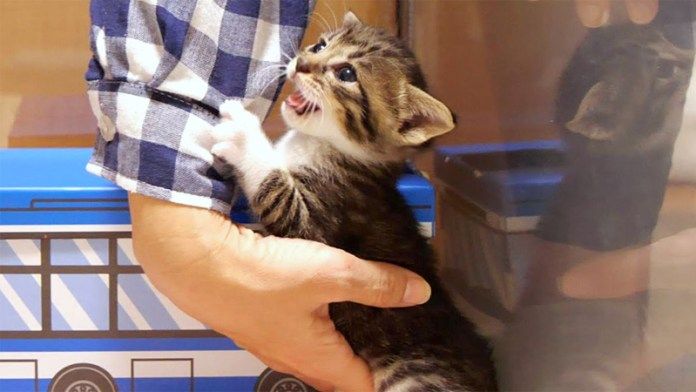 しがみつく子猫