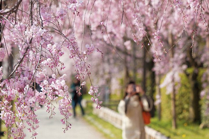 京都よりみちこみち 上賀茂神社〜半木の道【後編】