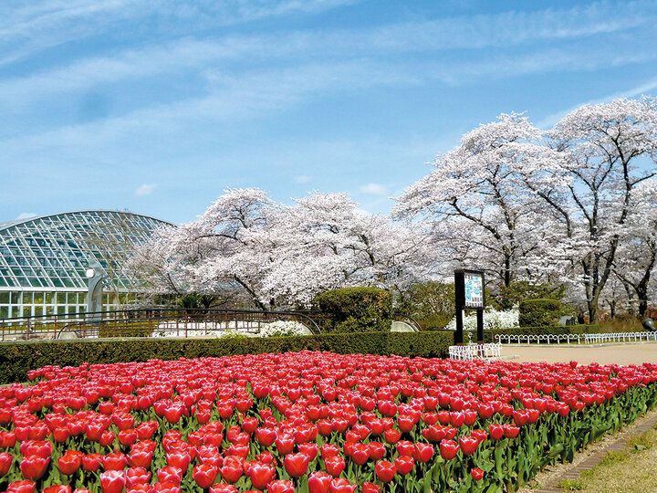 京都よりみちこみち 上賀茂神社〜半木の道【後編】