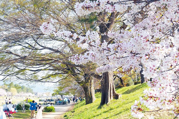 京都よりみちこみち 上賀茂神社〜半木の道【後編】