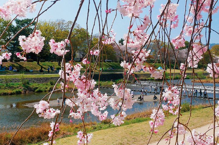 京都よりみちこみち 上賀茂神社〜半木の道【後編】