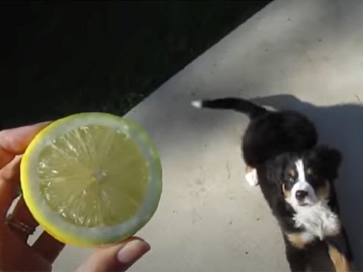 レモンに興味津々のバーニーズマウンテン