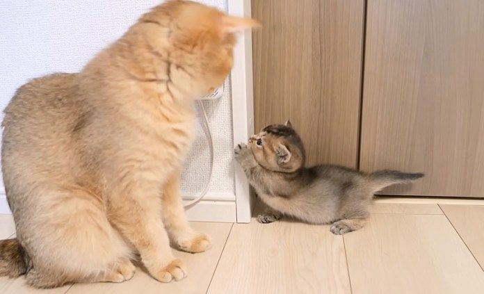 子猫を見守る母猫