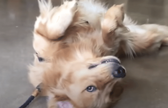 「会いに来たよー！」ペットショップが大好きな犬さん、帰るのが嫌すぎて