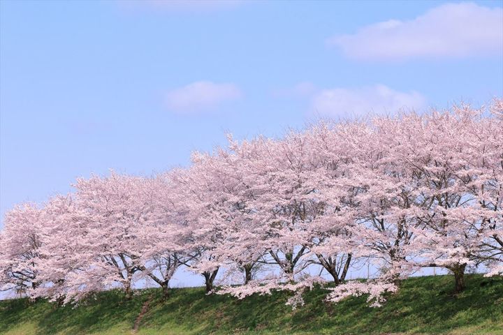 「お花見にピッタリだと思う食べ物」ランキングの結果は？