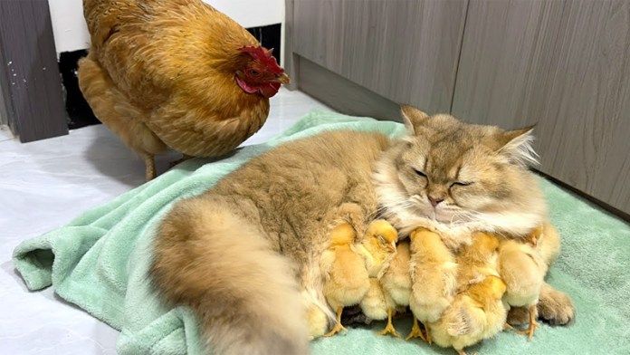 ヒヨコの面倒を見る子猫