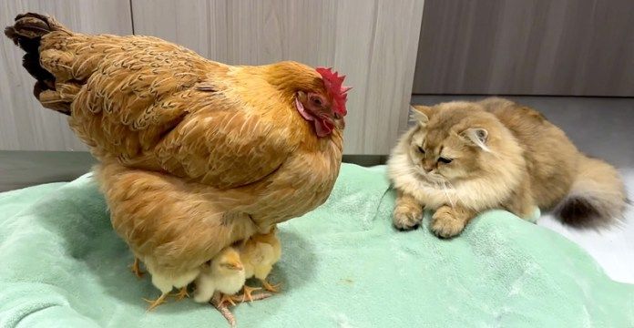 ヒヨコをニワトリに返す猫